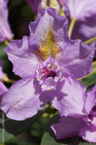 lila Rhododendron im Seleger Moor