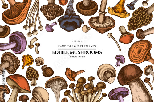 Colored elements design with oyster mushroom, champignon, honey agaric, shiitake, porcini, morel mushroom, chanterelle, aspen mushroom, enoki , shimeji, black chanterelle, red pine mushroom