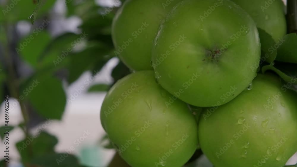 Apple tree with green apples close-up in sunlight after rain drops in the wind. Green apples grow on a branch. Apple tree with green apples close-up in sunlight after rain drops in the wind. Green apples grow on a branch.