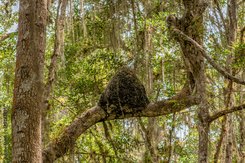 jungle termite nest