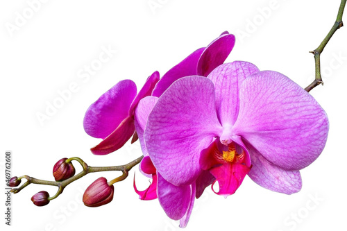 Violet orchid isolated on white 