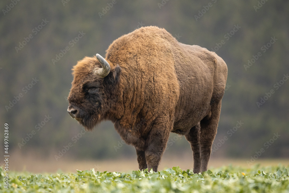 Fototapeta premium European bison - Bison bonasus in the Knyszyn Forest (Poland)