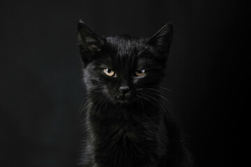 Black kitten looking at the camera over dark background, concept of halloween or friday 13th