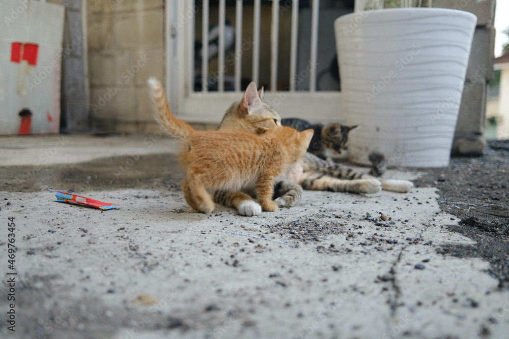 Fototapeta premium lovely street cat