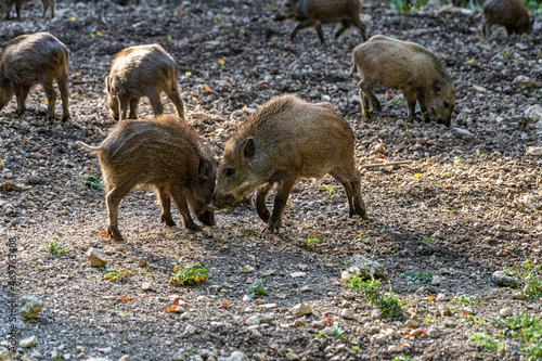 Wild boars searching for food on the ground and eating © Hacki Hackisan
