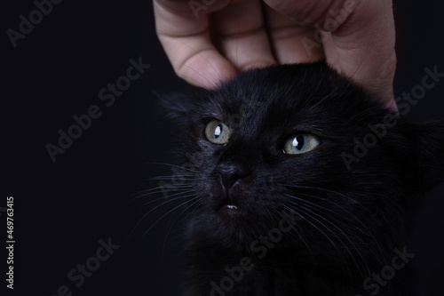 Canvas Print scared black cat, animal abuse concept