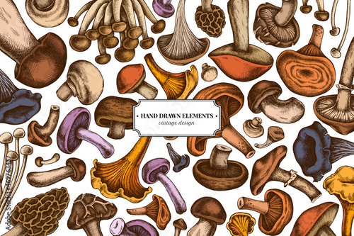 Colored elements design with oyster mushroom, champignon, honey agaric, shiitake, porcini, morel mushroom, chanterelle, aspen mushroom, enoki , shimeji, black chanterelle, red pine mushroom