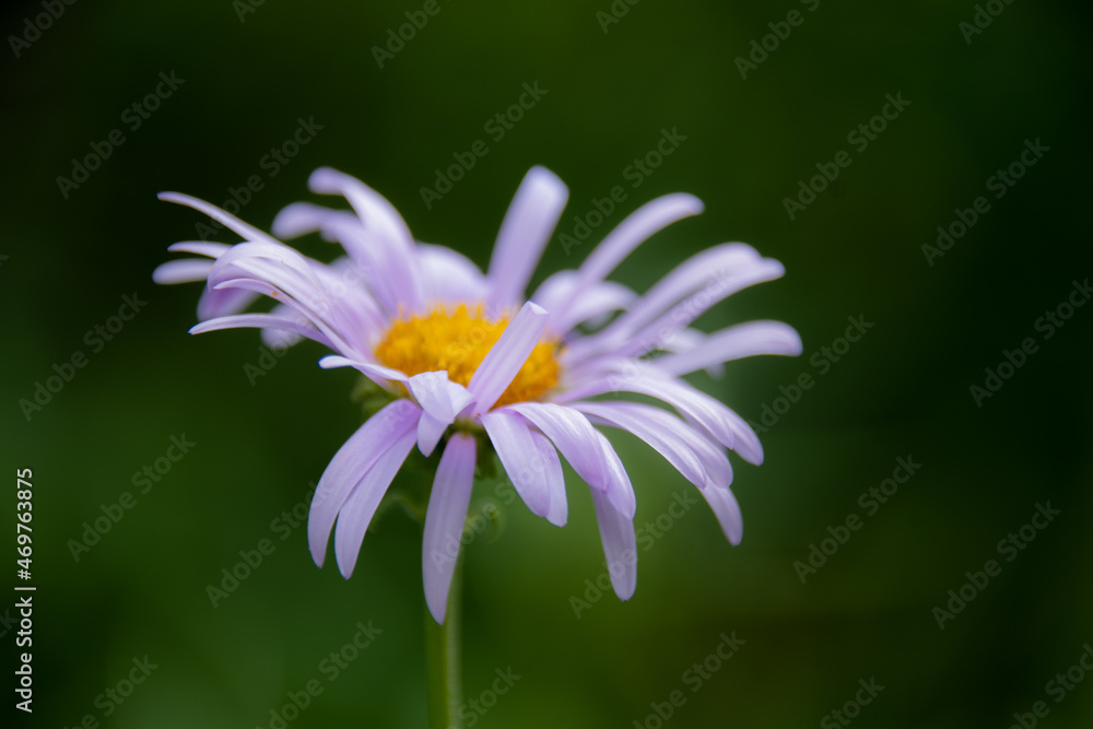 Obraz premium Alpine Mountaiin Wildflowers In Jasper National Park 