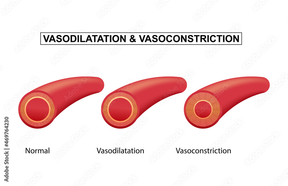 Vasodilation and vasoconstriction. comparison of Blood vessels. Stock