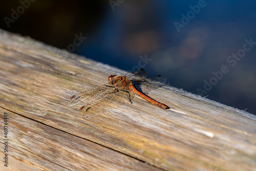 Big red dragonfly on a tree trunk near the lake
