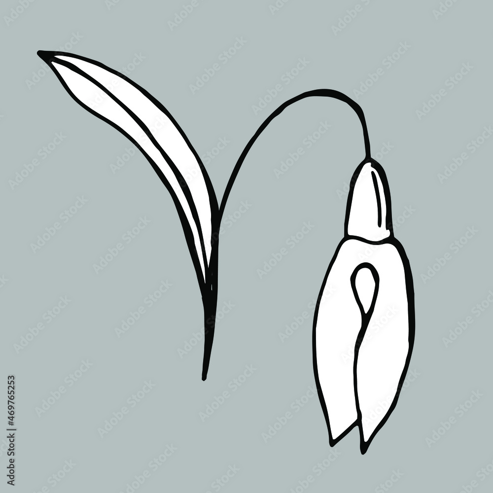 Snowdrop flower. Black and white vector Snowdrop flower. Black and white vector