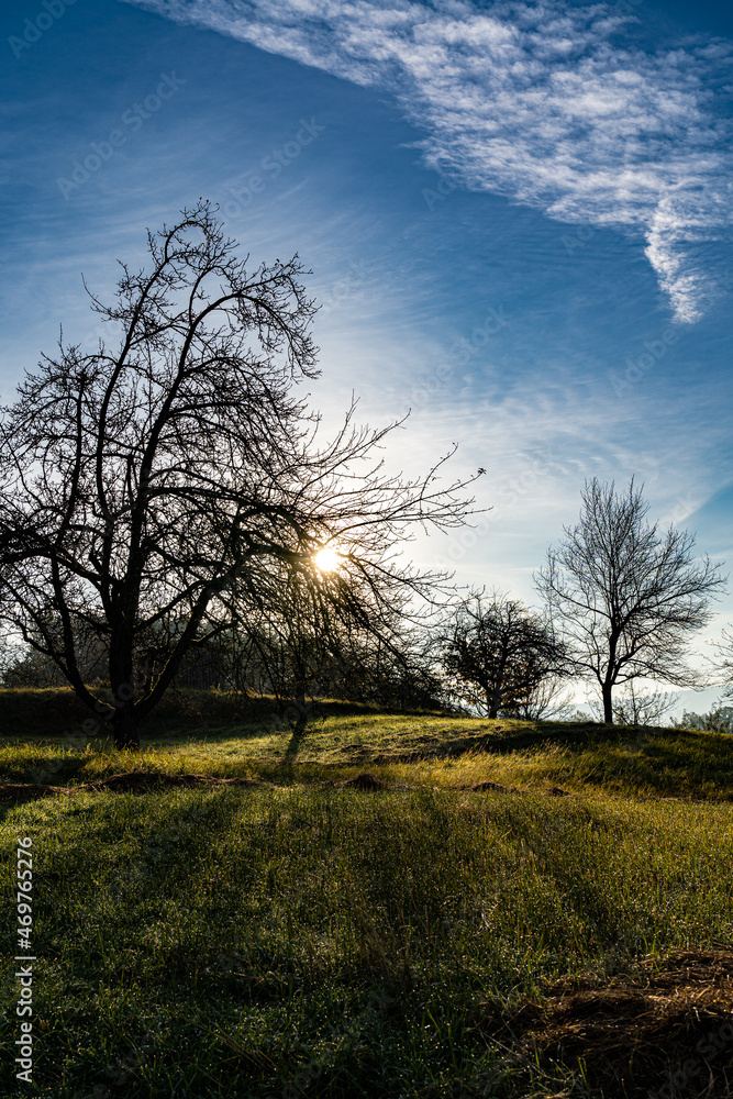 Golden sunset above the green apple tree field Golden sunset above the green apple tree field