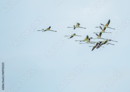 Flamingos in a geometrical flight