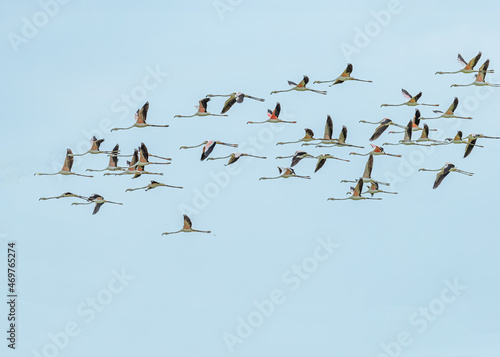Flamingos flying like parallel lines