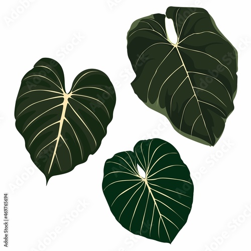 Tropical exotic big leaves, realistic illustration isolated on white background.
