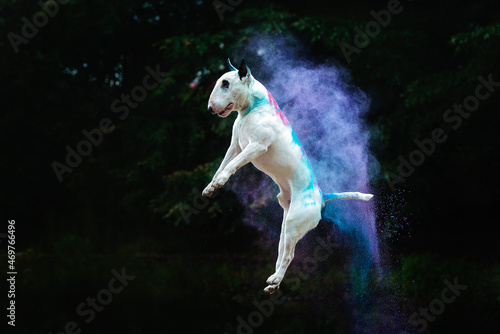 portrait of a white jumping bull terrier in bright holi colors