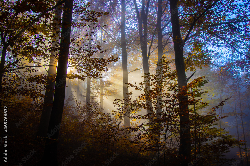 Wald_6536 Wald_6536