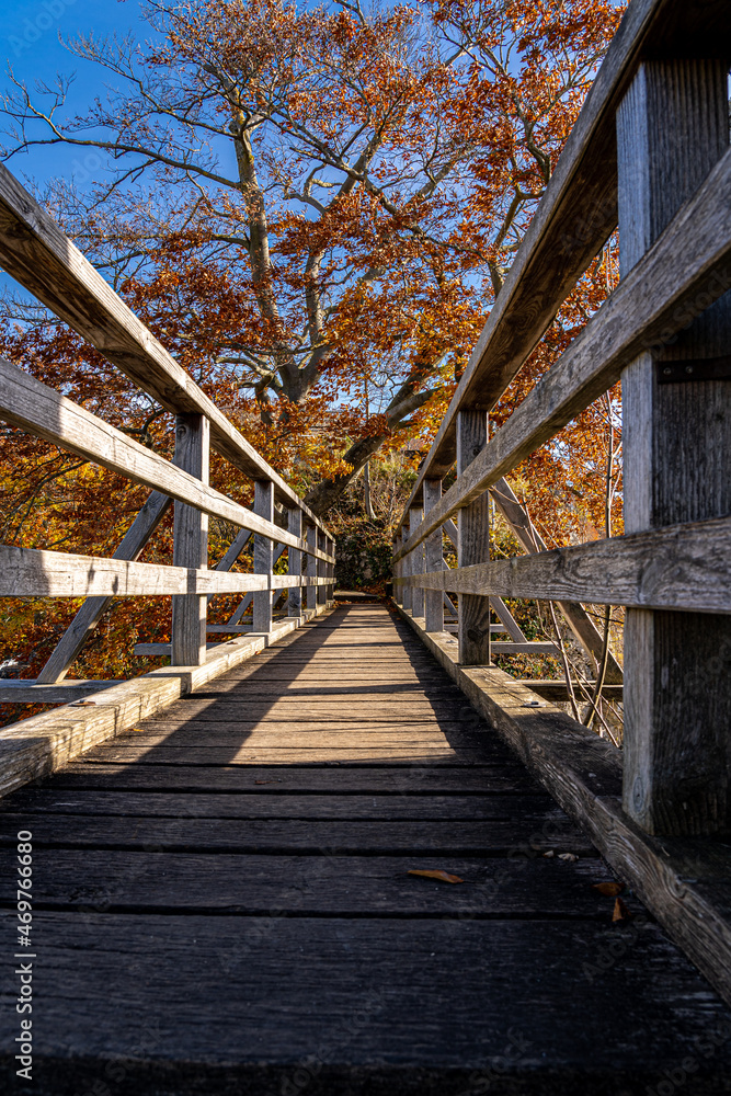 Wooden bridge towards a tree with golden leaves