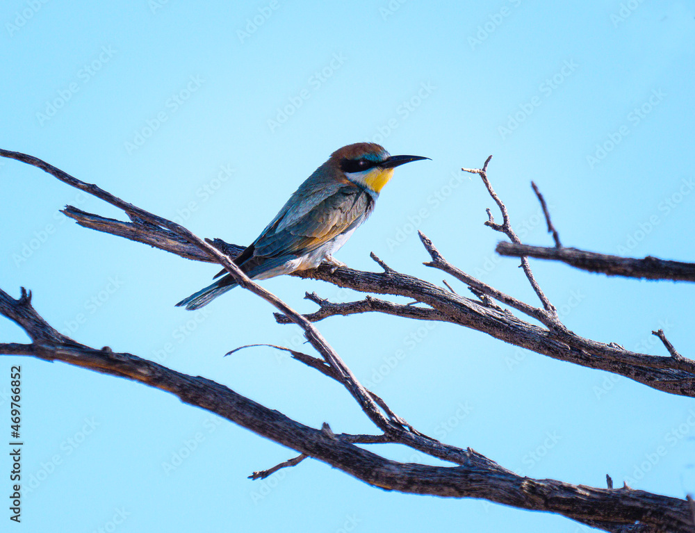 Fototapeta premium European bee-eater in its natural habitat in Namibia