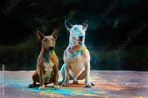 Photo portrait of two seated bull terriers in bright colors of holi