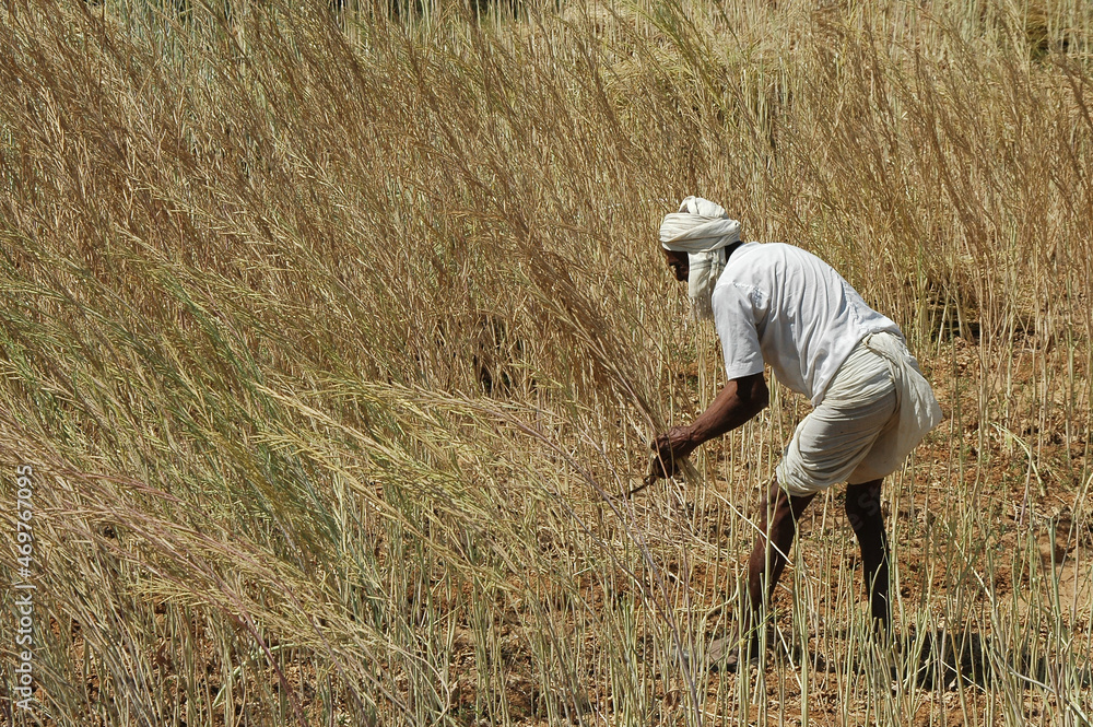 Campesino recogiendo heno en un campo agrícola de la región de Rajastán en India Campesino recogiendo heno en un campo agrícola de la región de Rajastán en India