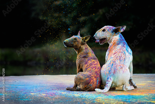 Fényképezés two bull terriers in holi paints sit side by side with their backs to the camera