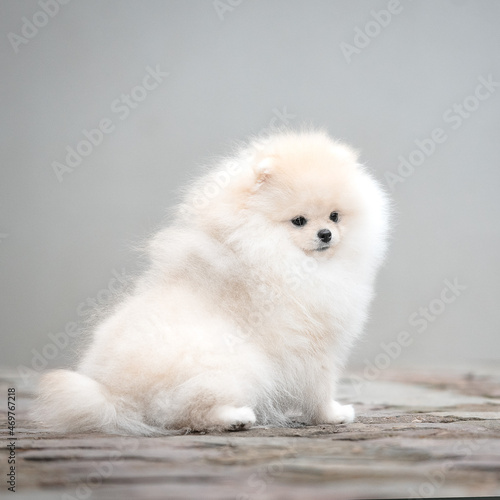 fluffy white spitz puppy on gray background © Александра Панкина