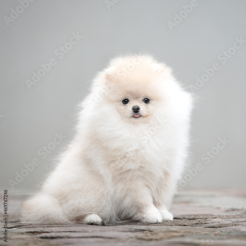 fluffy white spitz puppy on gray background