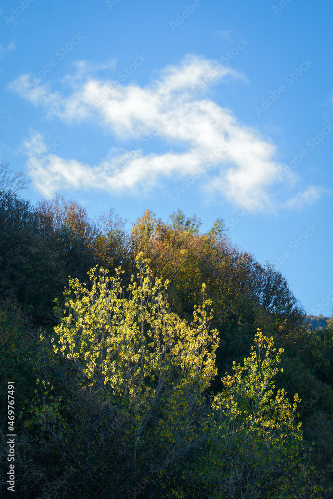 Green foliage turns yellow in October under a cloud Green foliage turns yellow in October under a cloud