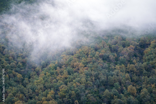 Fog hangs over a birch and oak forest