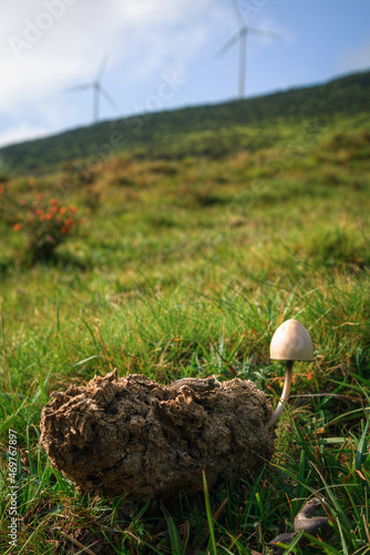 A hallucinogenic fungus grows on equine excrement in Xistral Abadin Galicia