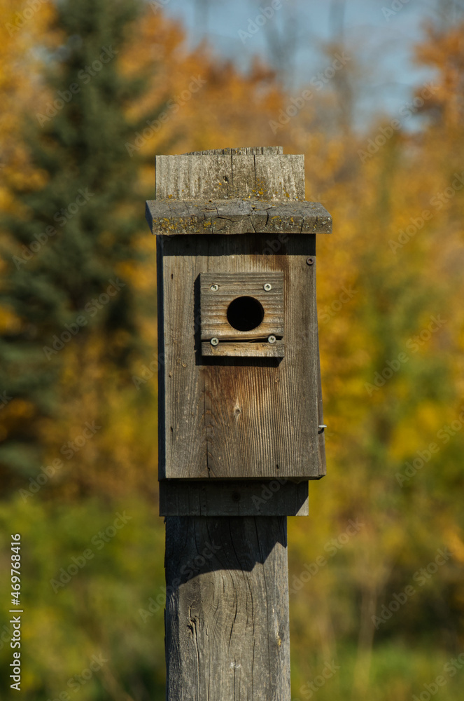 Close up of a Birdhouse in Autumn