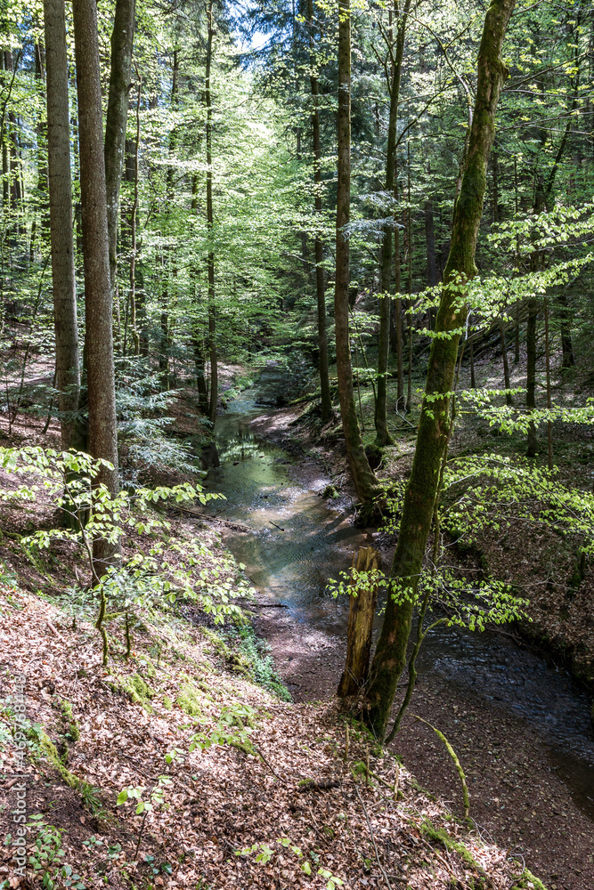 Little river throught the green and dark forest Little river throught the green and dark forest