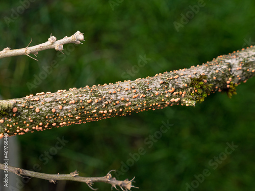 Canvas Print Nectria canker - Dieback - Nectria cinnabarina