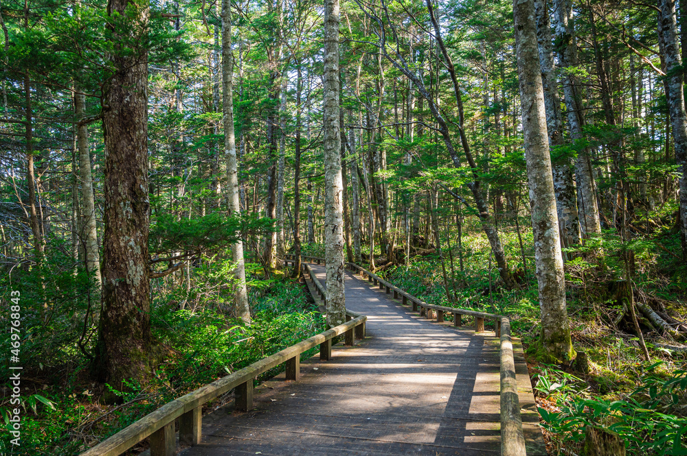 Obraz premium 秋の乗鞍高原 遊歩道