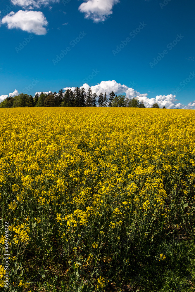 Big green fields of fertile soil and yellow rape flowers and the blue sky with white clouds