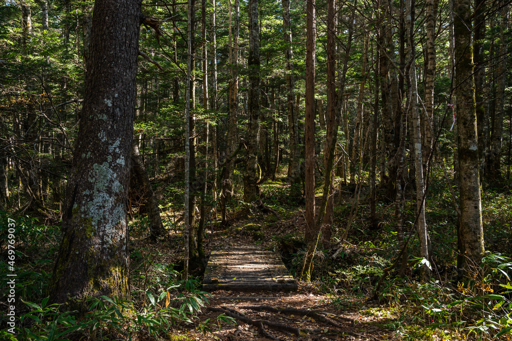 Fototapeta premium 秋の乗鞍高原 原生林の小径