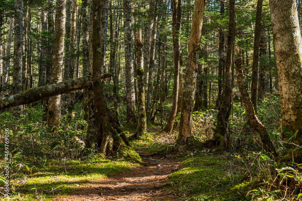 Obraz premium 秋の乗鞍高原 原生林の小径