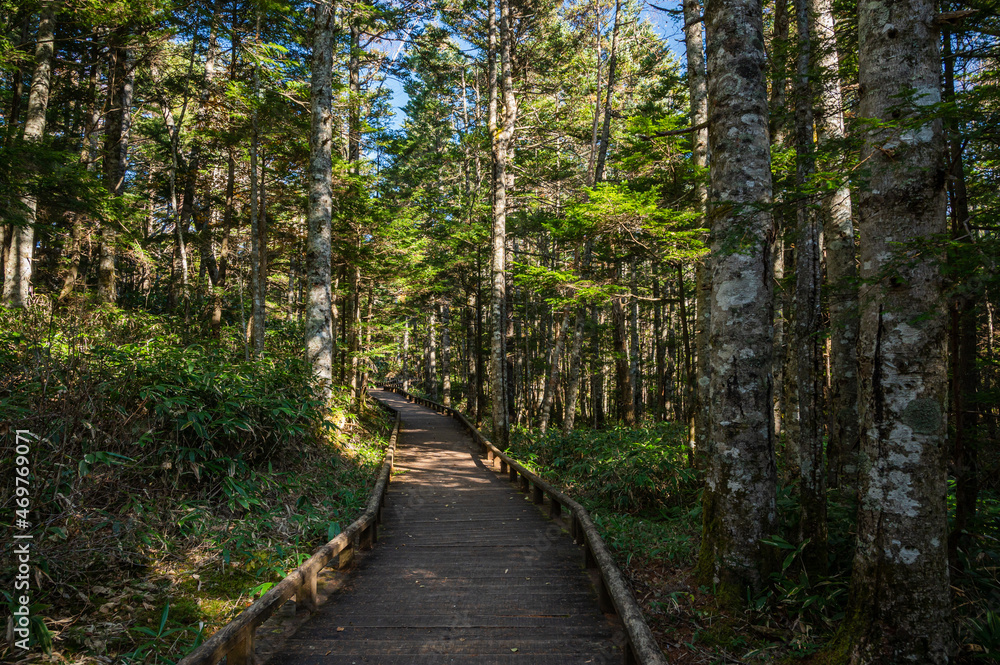 Fototapeta premium 秋の乗鞍高原 遊歩道