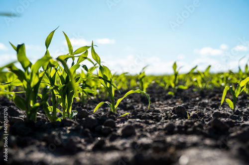 Fresh green sprouts of maize in spring on the field, soft focus. Growing young green corn seedling sprouts in cultivated agricultural farm field. Agricultural scene with corn's sprouts in soil.