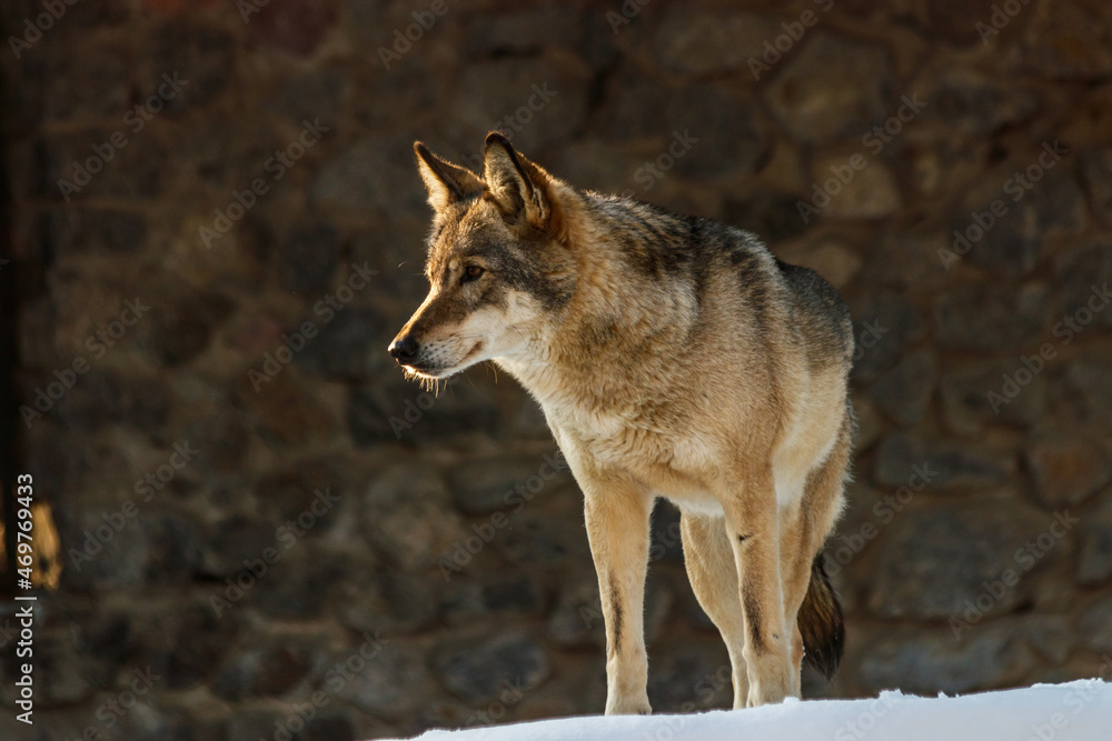 beautiful wolf on a snowy road beautiful wolf on a snowy road