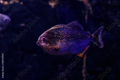 Fish Common Piranha Pygocentrus nattereri photo