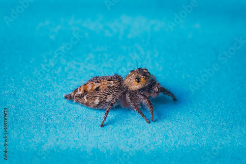 Closeup macro in Hyllus semicupreus Jumping Spider on blue background. with an empty space to fill in the text