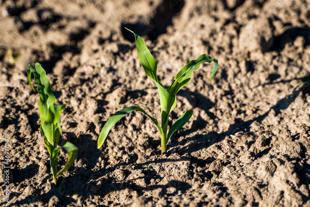 Fresh green sprouts of maize in spring on the field, soft focus. Growing young green corn seedling sprouts in cultivated agricultural farm field. Agricultural scene with corn's sprouts in soil. Fresh green sprouts of maize in spring on the field, soft focus. Growing young green corn seedling sprouts in cultivated agricultural farm field. Agricultural scene with corn's sprouts in soil.
