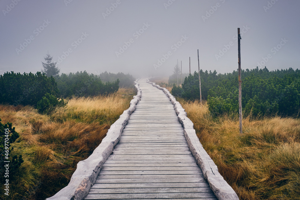 Obraz premium Paths through the swamps