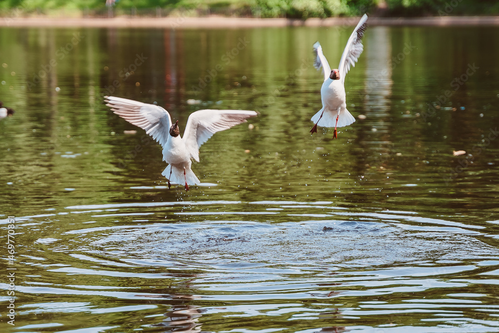Two seagulls are flying over the water. A pair of lake birds are waving their wings over the pond Two seagulls are flying over the water. A pair of lake birds are waving their wings over the pond
