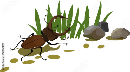 Male European stag beetle (Lucanus cervus) and elements of biotope isolated on white background