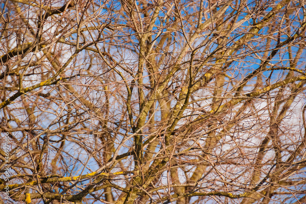 Bare tree branches as winter background Bare tree branches as winter background
