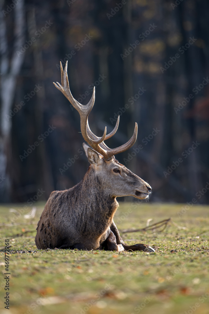 Red deer in autumn forest. Animal in nature habitat. Big mammal. Wildlife scene Red deer in autumn forest. Animal in nature habitat. Big mammal. Wildlife scene