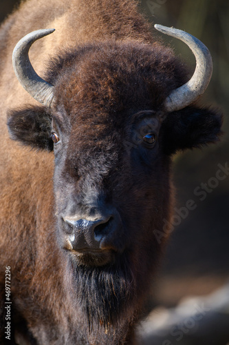 Portrait Bison on black background. Wildlife scene from nature